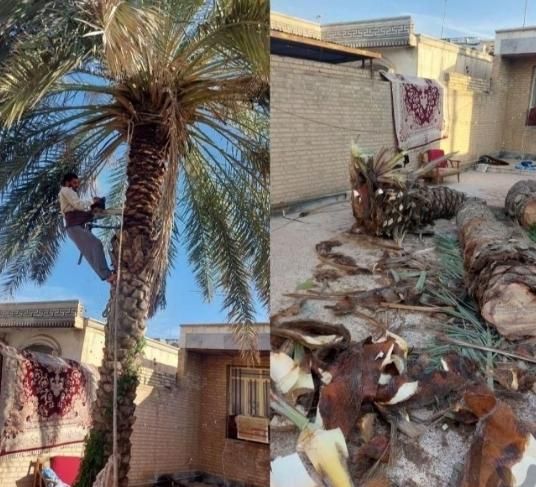 بریدن نخل. تمیزکردن نخل. بریدن انواع درخت|خدمات باغبانی و درختکاری|اهواز, شهرک نفت|دیوار