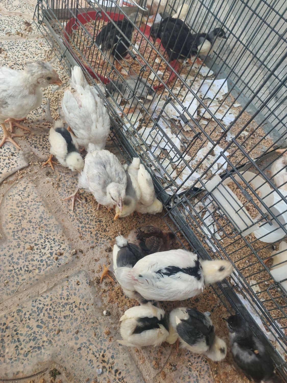 مرغ و خروس گلین اصل|حیوانات مزرعه|جوانرود, |دیوار