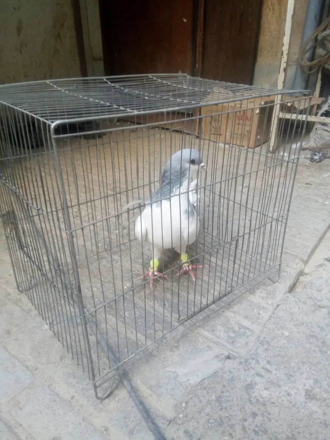 کفتر چادری گردن کلفت|پرنده|تهران, بروجردی|دیوار