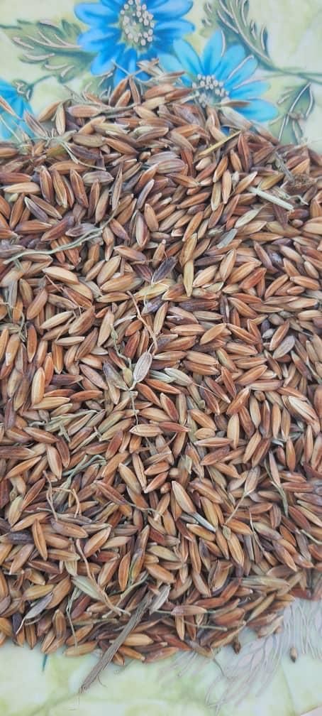 اشتری شلب شلتوک|خوردنی و آشامیدنی|اهواز, زرگان|دیوار