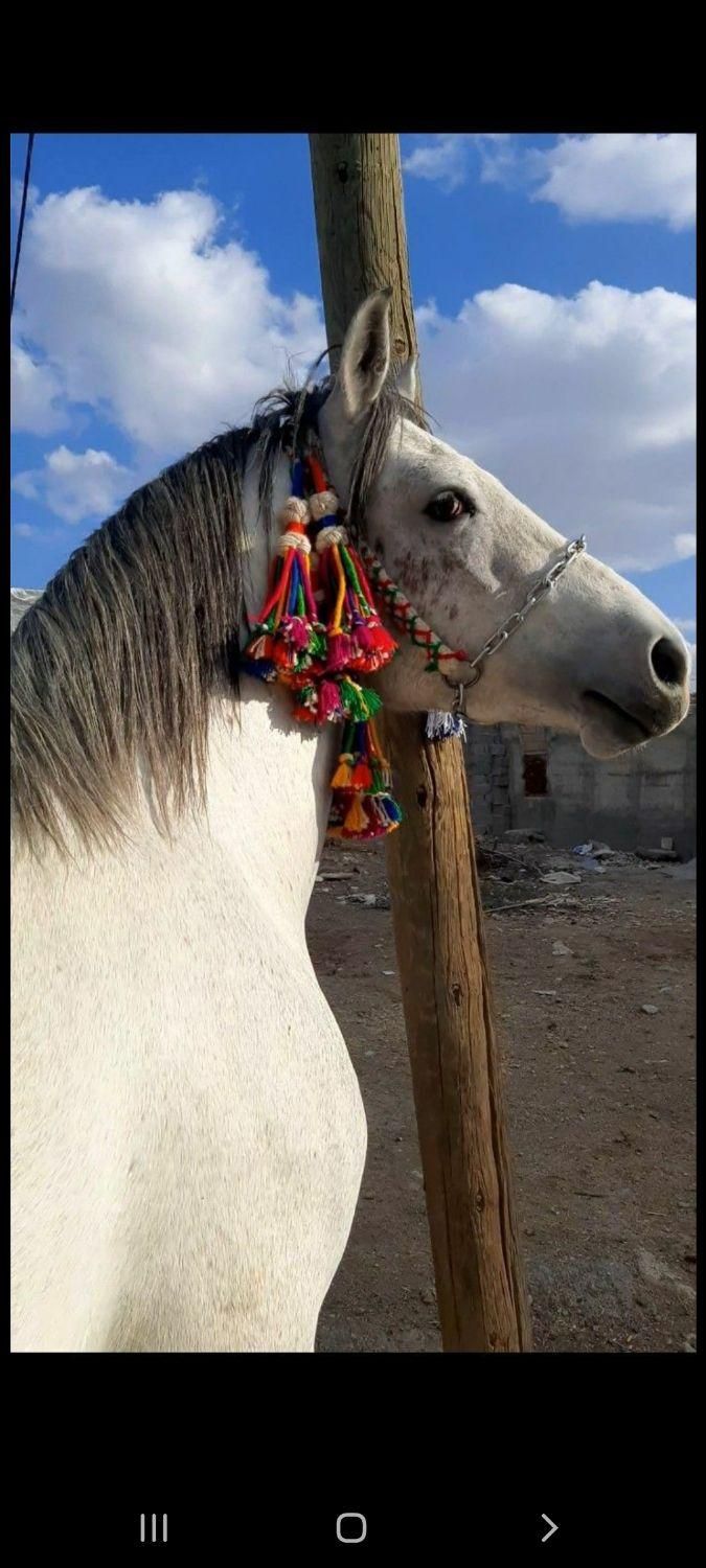 افسار اسب کله اوسار کله گیر اسب|اسب و تجهیزات اسبسواری|ایلام, |دیوار