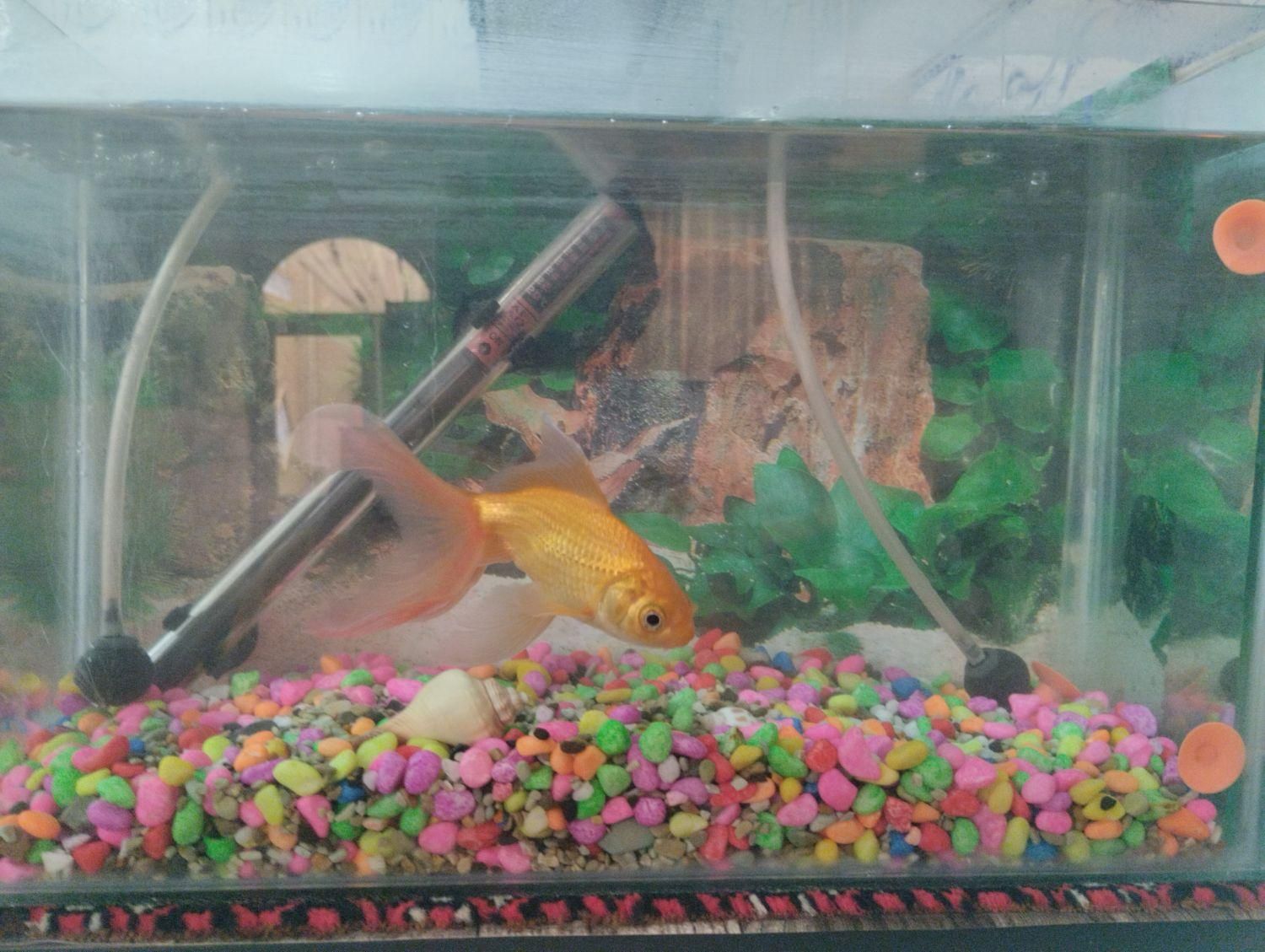 اکواریوم|ماهی|قزوین, |دیوار