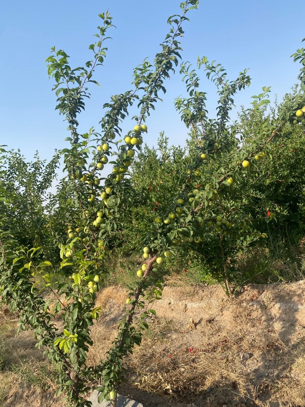 باغچه دنج زیبا روستای خوش اب وهوا زواریان|فروش زمین و ملک کلنگی|قم, بکایی|دیوار