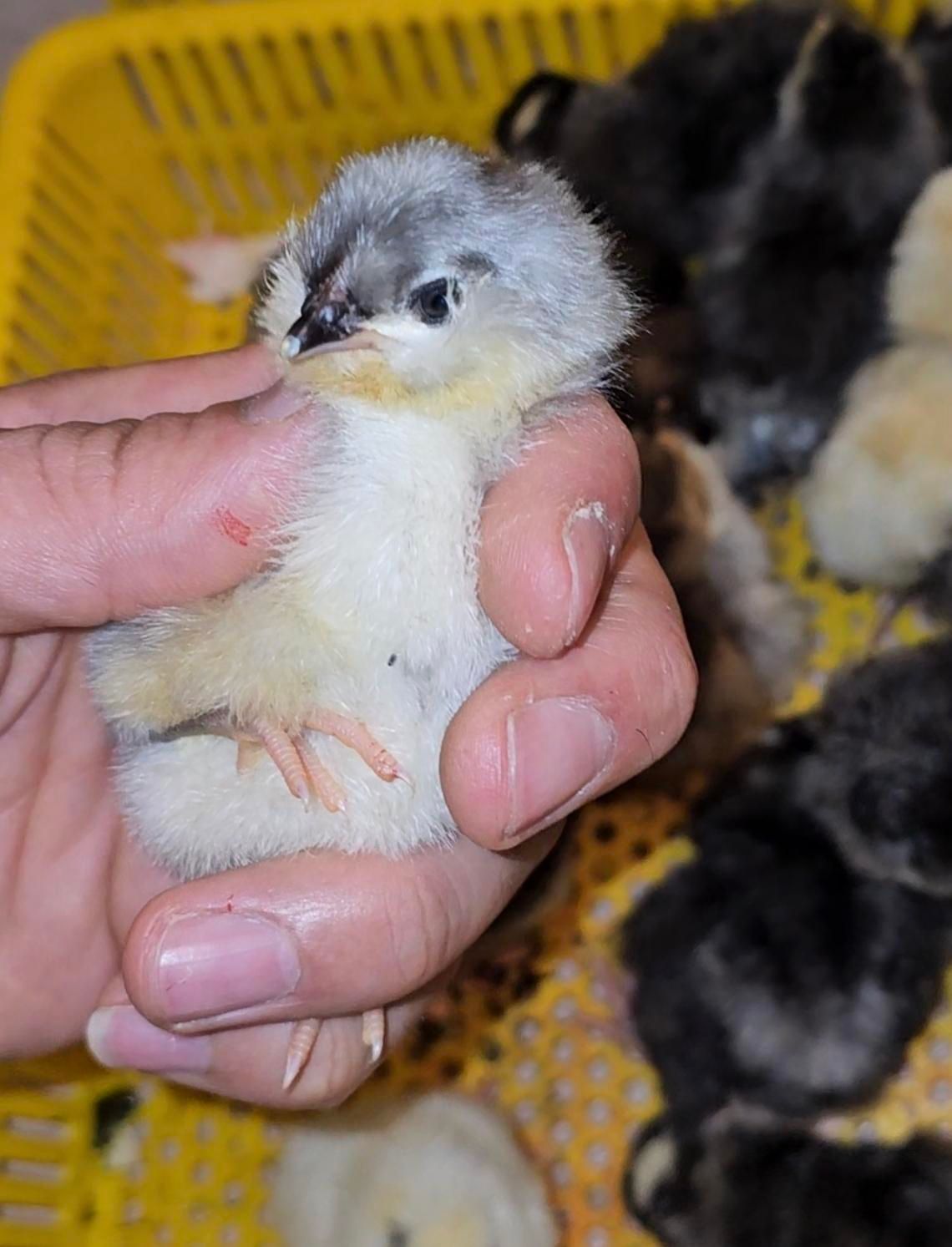 جوجه زینتی|حیوانات مزرعه|اراک, |دیوار