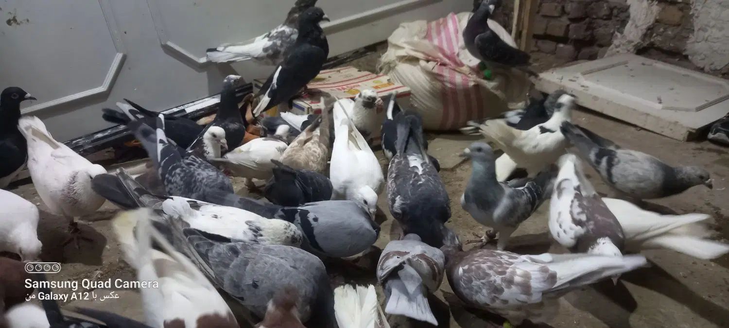 کفتر بوم|پرنده|مشهد, ملک‌آباد|دیوار