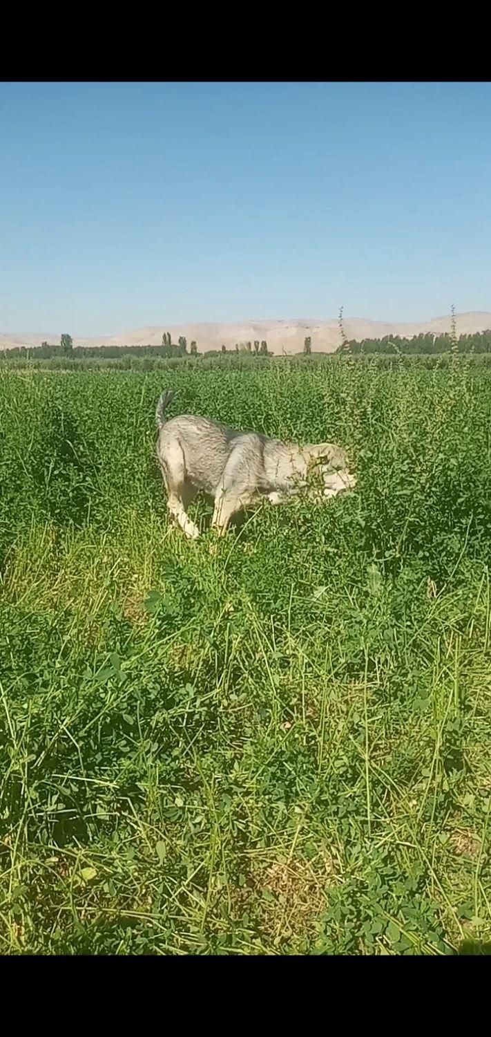 واگذاری توله|سگ|شاهین دژ, |دیوار