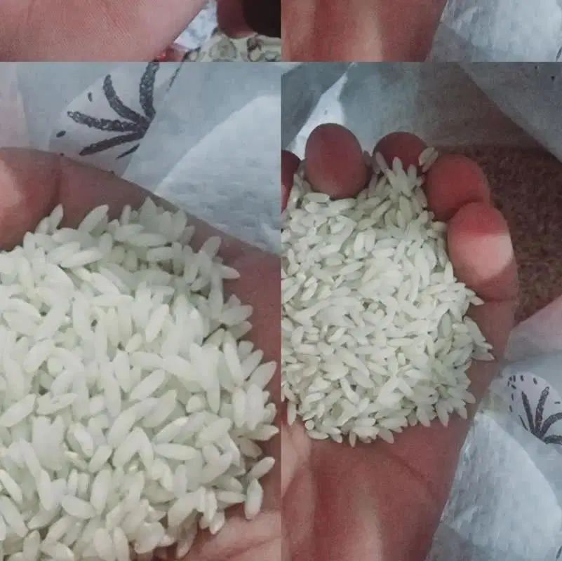 انواع مارک عنبربو محلی به شرط پخت و درجه یک|خوردنی و آشامیدنی|شوش, |دیوار