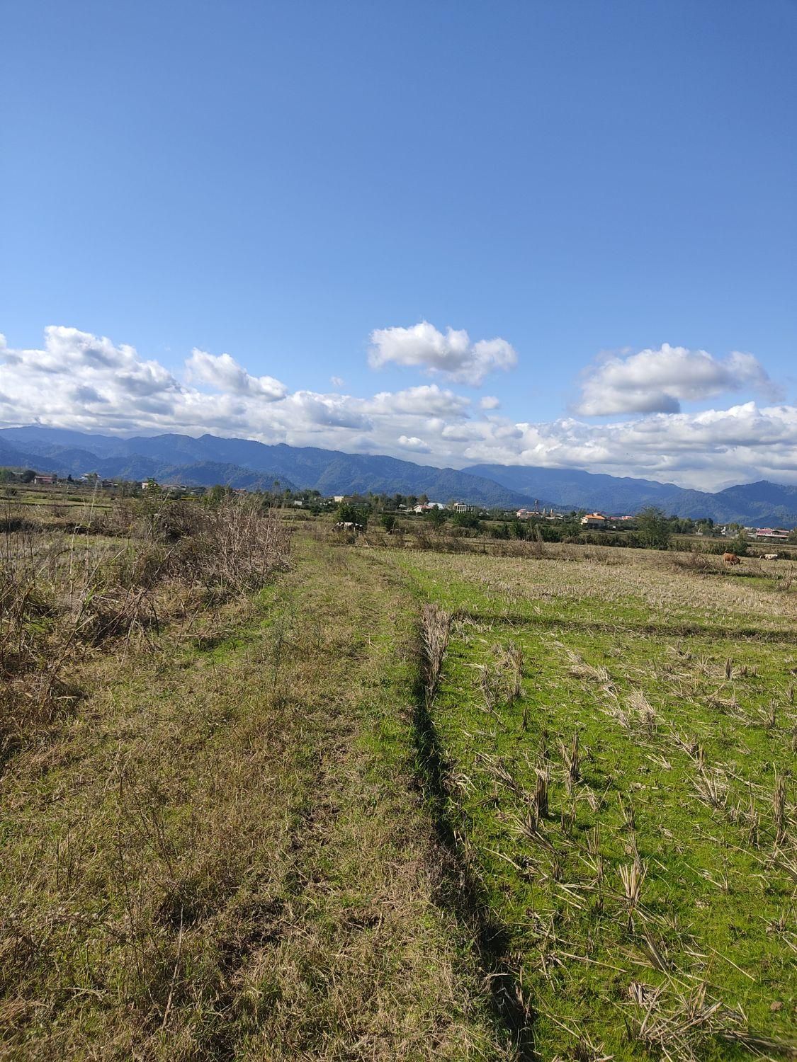 مزرعه ده تاسی هزار متر،مناسب کاشت کیوی|فروش زمین و ملک کلنگی|تالش, طولارود|دیوار