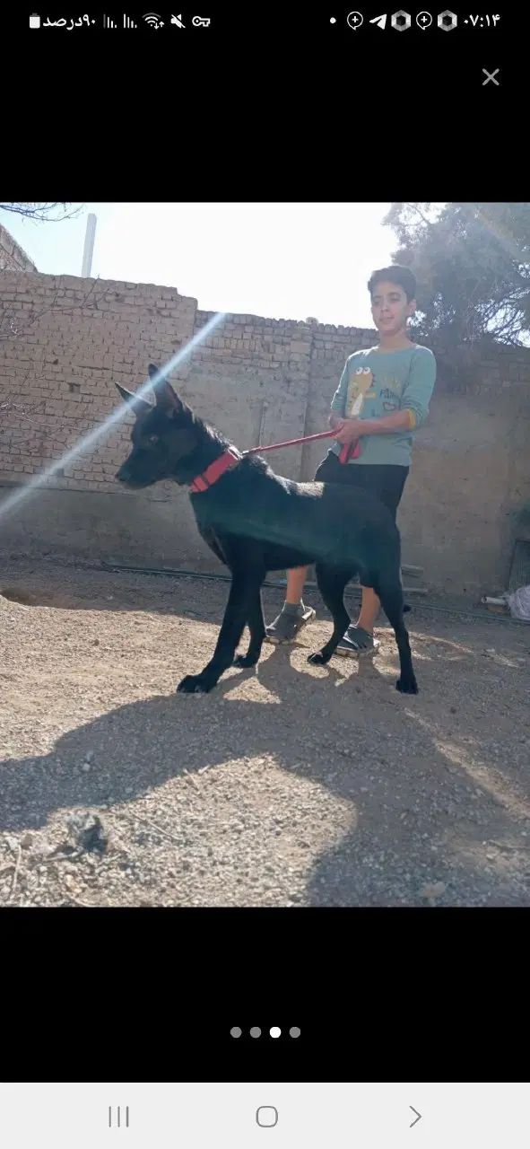واگذاری سگ مالینویز  بلاک ماده سن یک سال فی 10|سگ|رشت, گیل|دیوار