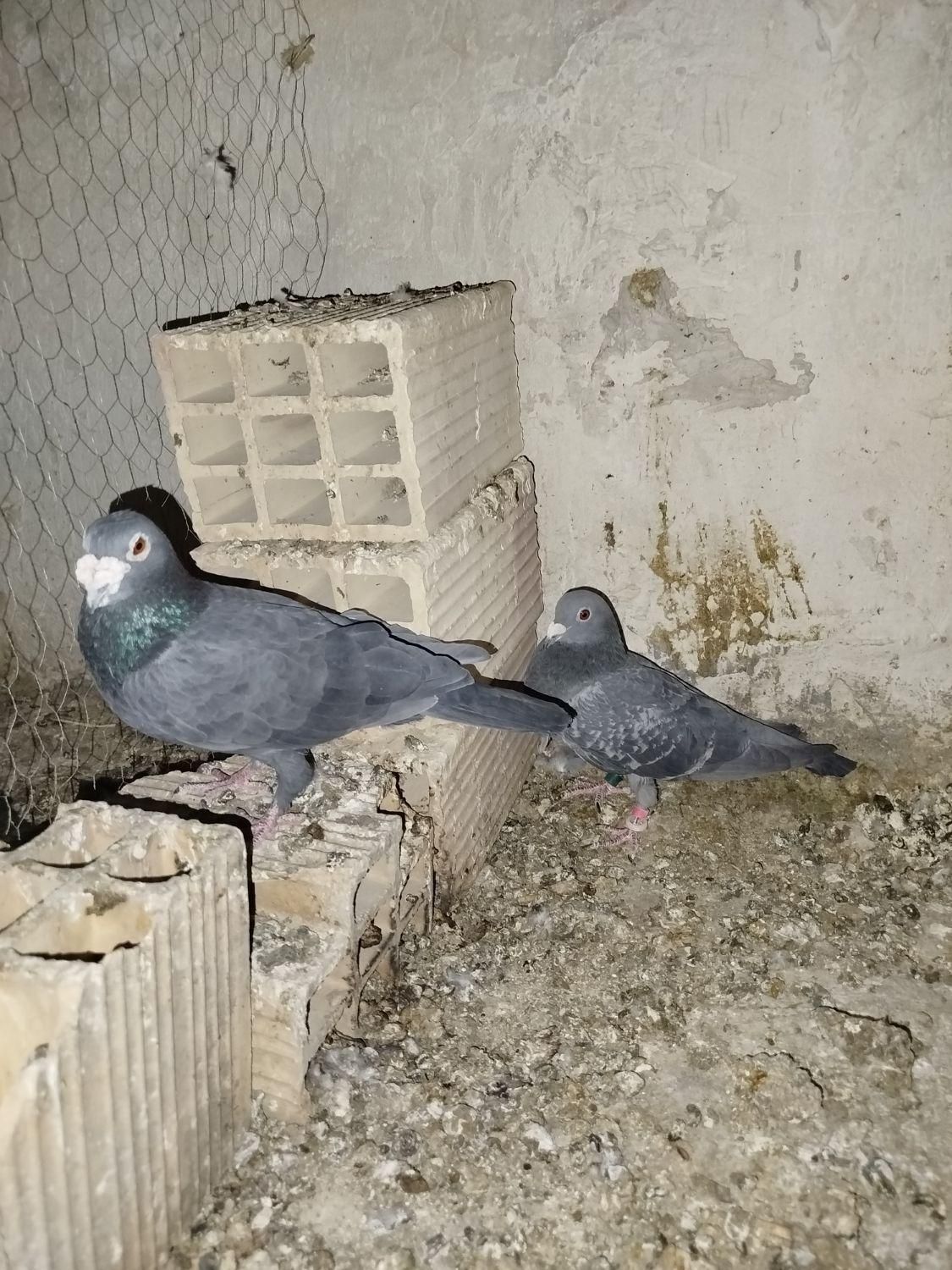 کبوتر عالی|پرنده|گناباد, |دیوار