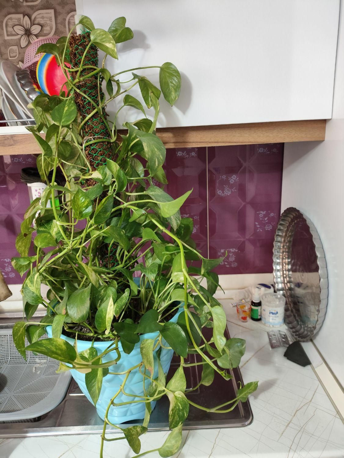 پتوس سرحال|گل و گیاه طبیعی|رباط‌کریم, رباط‌کریم|دیوار