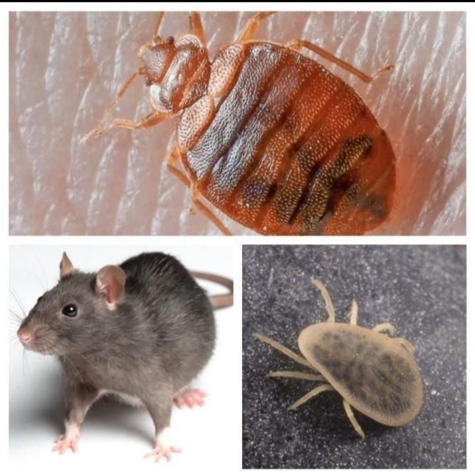 سم پاشی و ضد عفونی منازل مسکونی|خدمات نظافت|آبادان, |دیوار