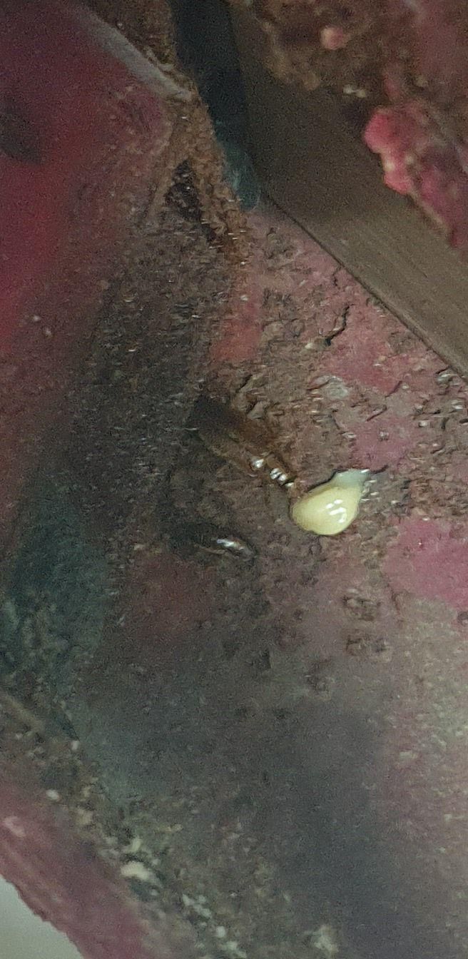 سمپاشی سوسک،ساس کل حشرات باضمانت سم پاشی|خدمات نظافت|تهران, هروی|دیوار