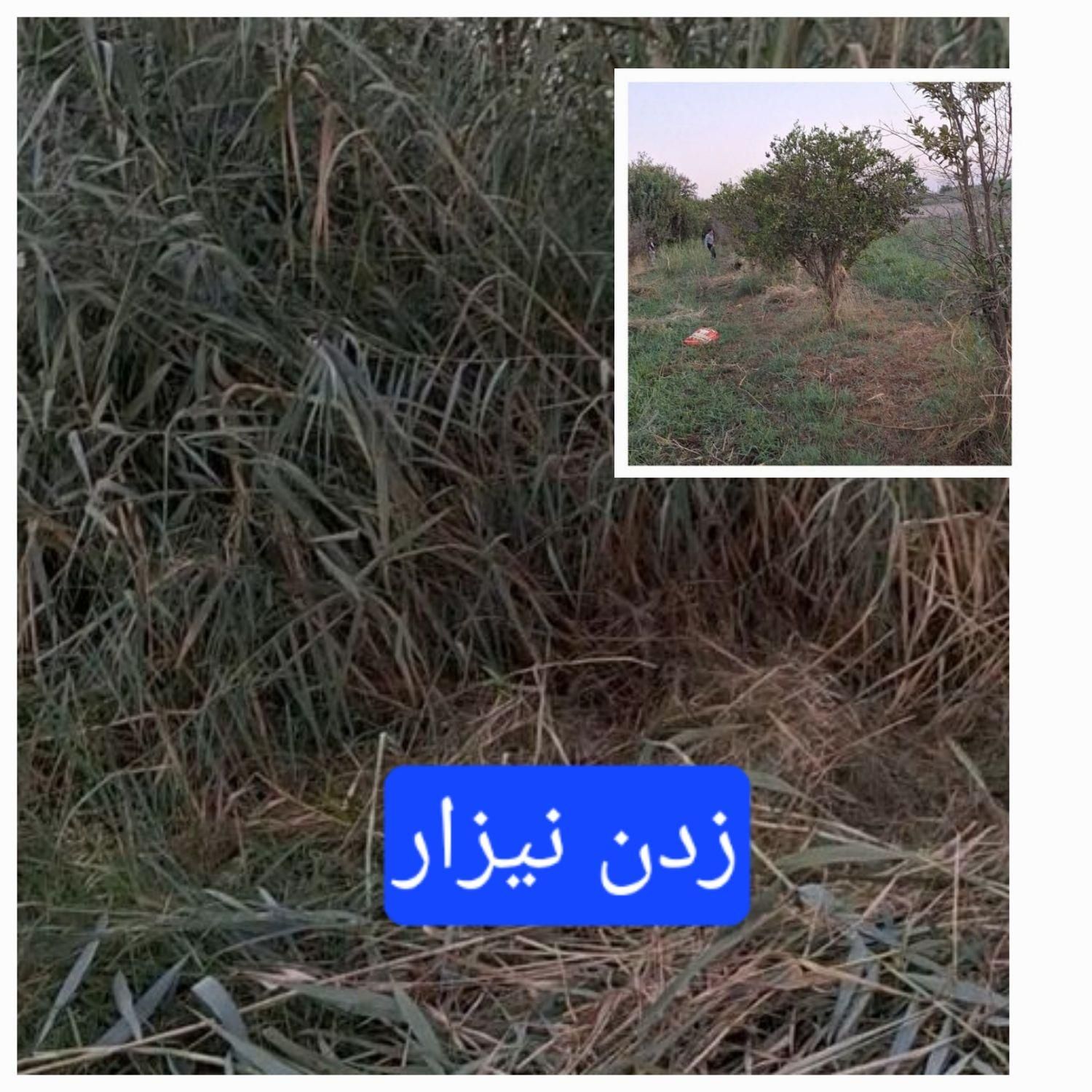 علف زن علف زنی با دستگاه  کاشت چمن طبیعی|خدمات باغبانی و درختکاری|دزفول, |دیوار