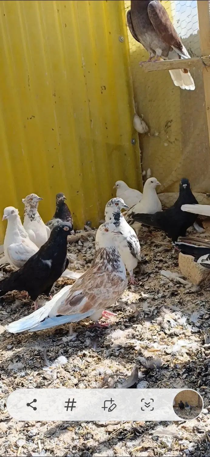 بوم پرشی|پرنده|اصفهان, سرشبادران|دیوار