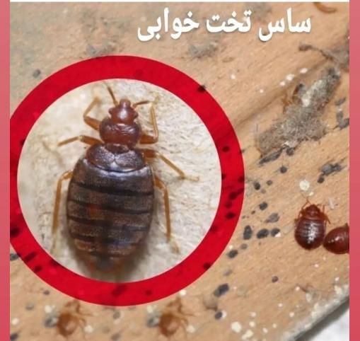 سم‌پاشی ساس کنه کک گال مایت تضمینی|خدمات نظافت|تهران, بلوار کشاورز|دیوار