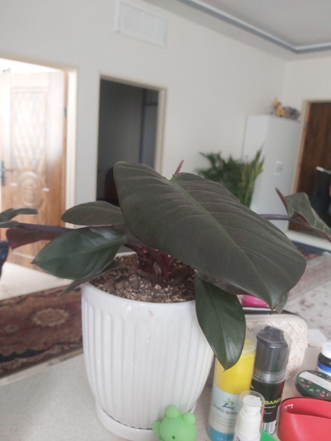 گل اپارتمانی|گل و گیاه طبیعی|پاکدشت, پاکدشت (مامازند)|دیوار