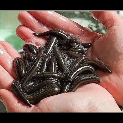 زالو پرورشی کاملا بهداشتی|آرایشی، بهداشتی، درمانی|بهار, |دیوار