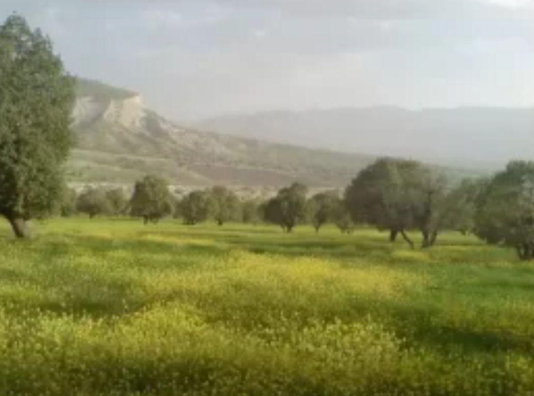 فروش زمین کشاورزی جهت باغ و خانه باغ متری|فروش زمین و ملک کلنگی|ایلام, |دیوار