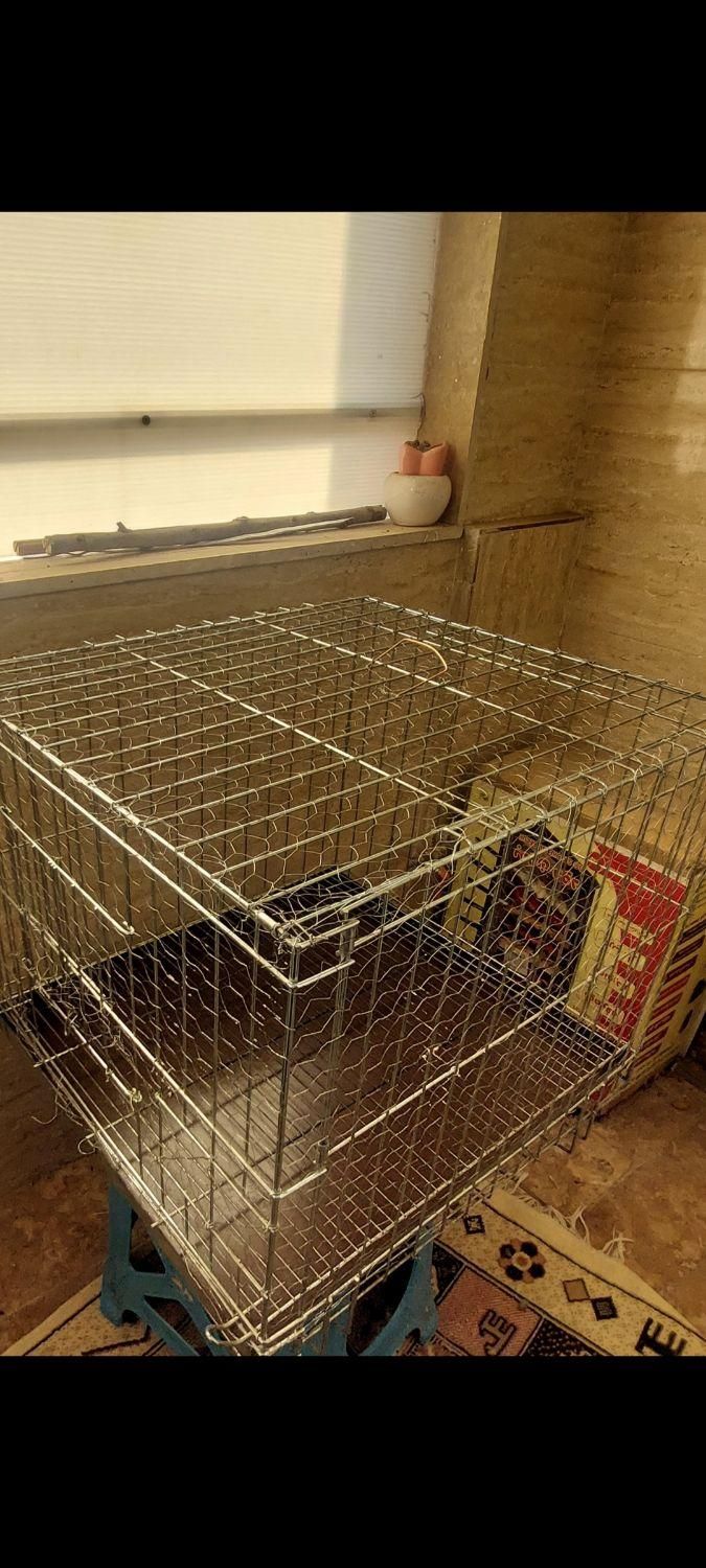 قفس پرنده بزرگ|لوازم جانبی حیوانات|قم, باغ شازده|دیوار