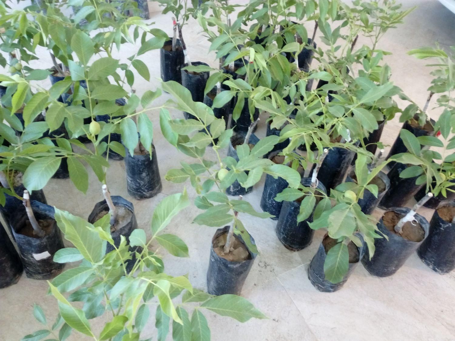 گلدانی و سبز و پربار|حراج|قروه, |دیوار