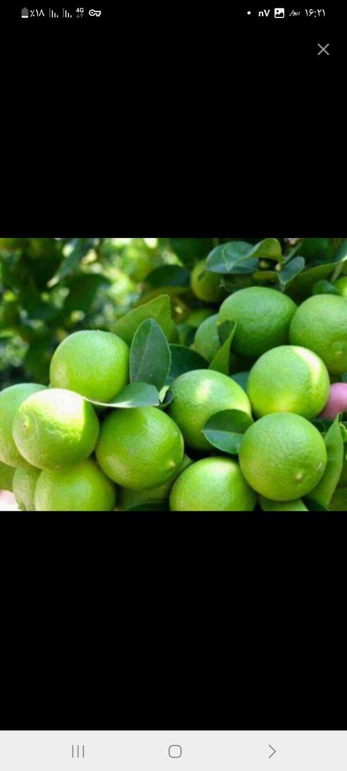 آبلیموی طبیعی به شرط|خوردنی و آشامیدنی|قم, منبع آب|دیوار