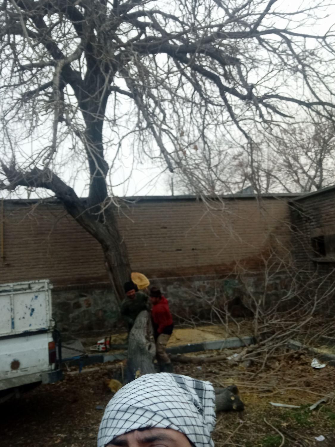 اره موتوری و اره برقی قطع و هرس درخت خرید چوب|خدمات باغبانی و درختکاری|تهران, ایران|دیوار