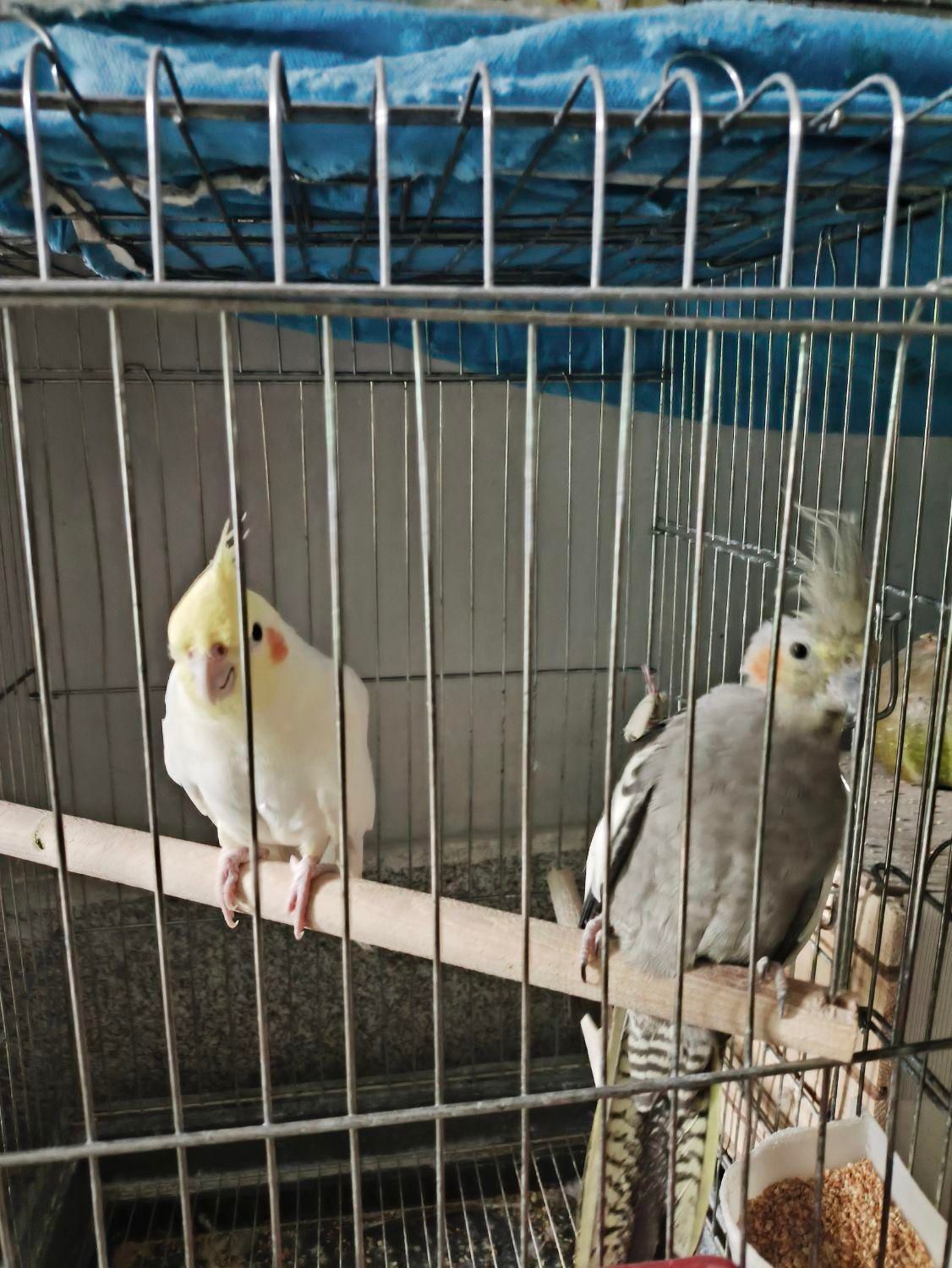 عروس هلندی|پرنده|مینودشت, |دیوار