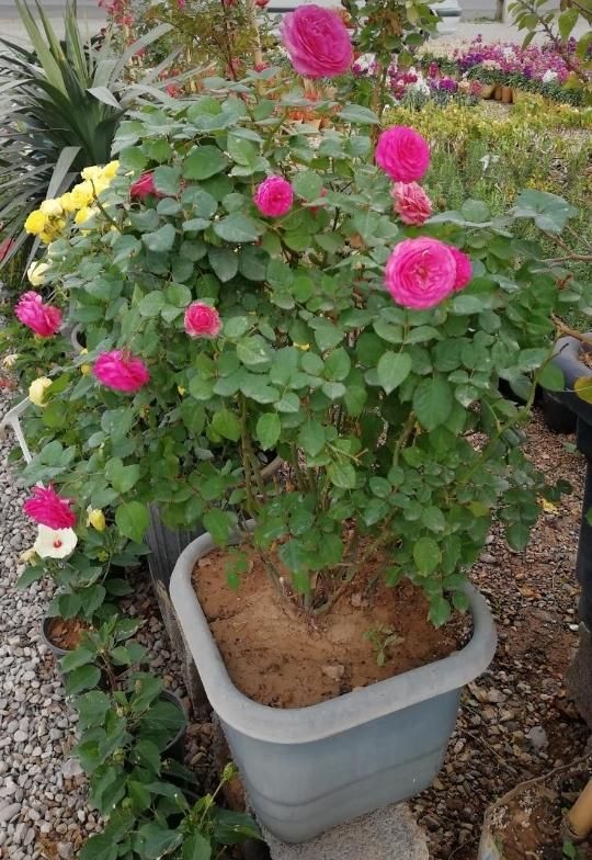فلاور باکس،گلخانه،آبیاری قطره ای و اتوماتیک|گل و گیاه طبیعی|اهواز, فرهنگ شهر|دیوار