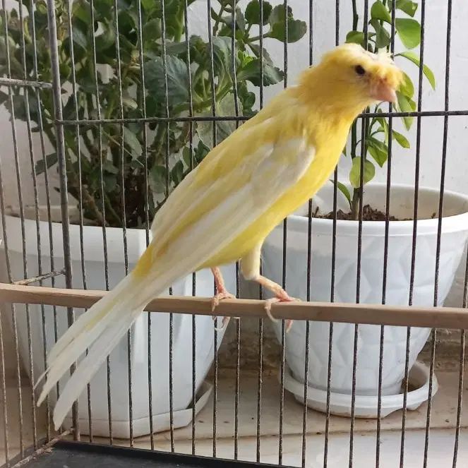 قناری نر سوپری چتری قد و قواره دار بخون جوان|پرنده|گلستان (تهران), |دیوار