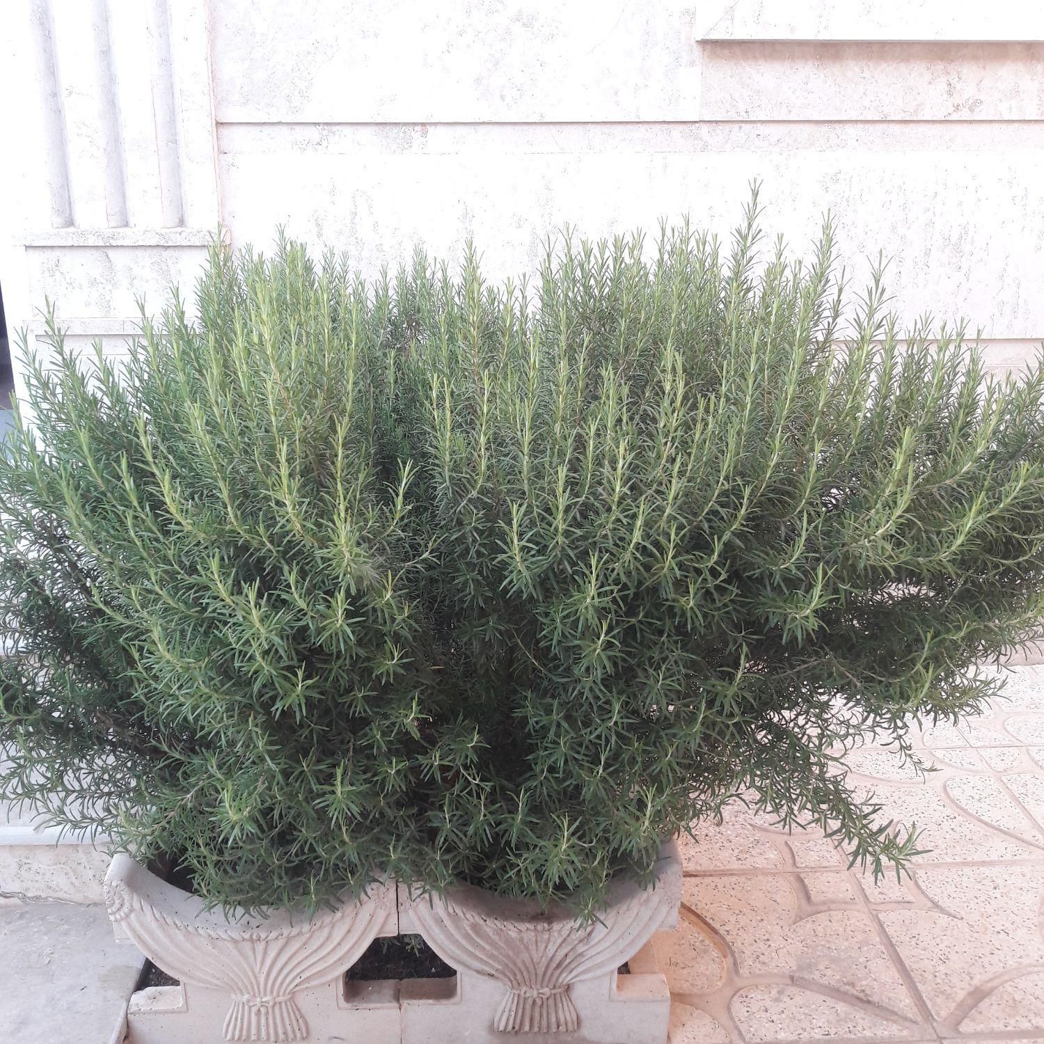 رزماری خشک شده و تازه **حراج **|گل و گیاه طبیعی|ابهر, |دیوار