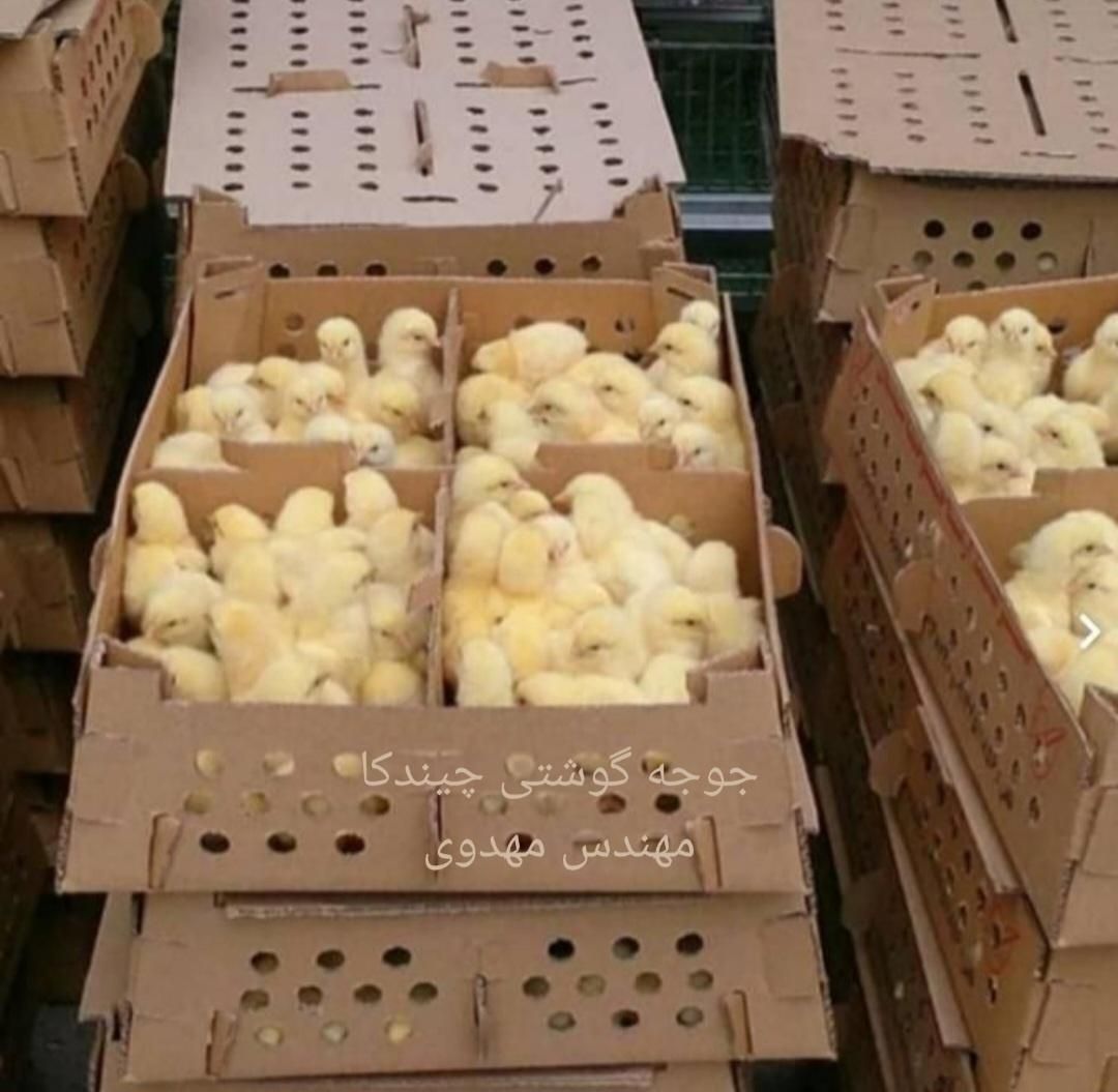 جوجه گوشتی یکروزه انواع نژاد|حیوانات مزرعه|گرگان, |دیوار