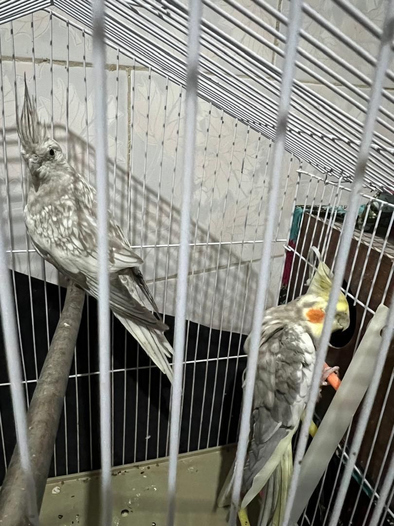 عروس هلندی|پرنده|بندر کنگان, |دیوار