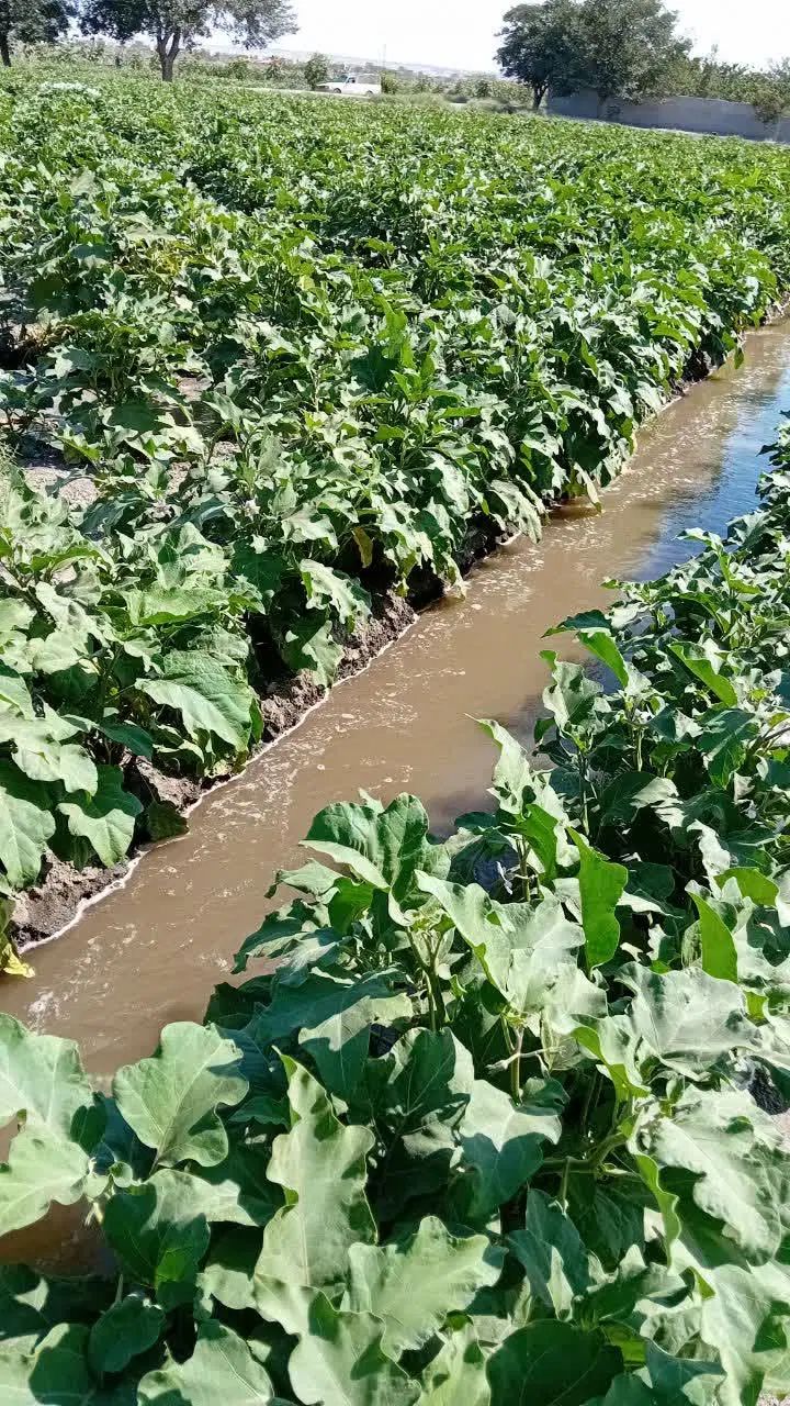 بادمجان شیرین و تازه مستقیم از مزرعه|خوردنی و آشامیدنی|مشهد, خواجه ربیع|دیوار