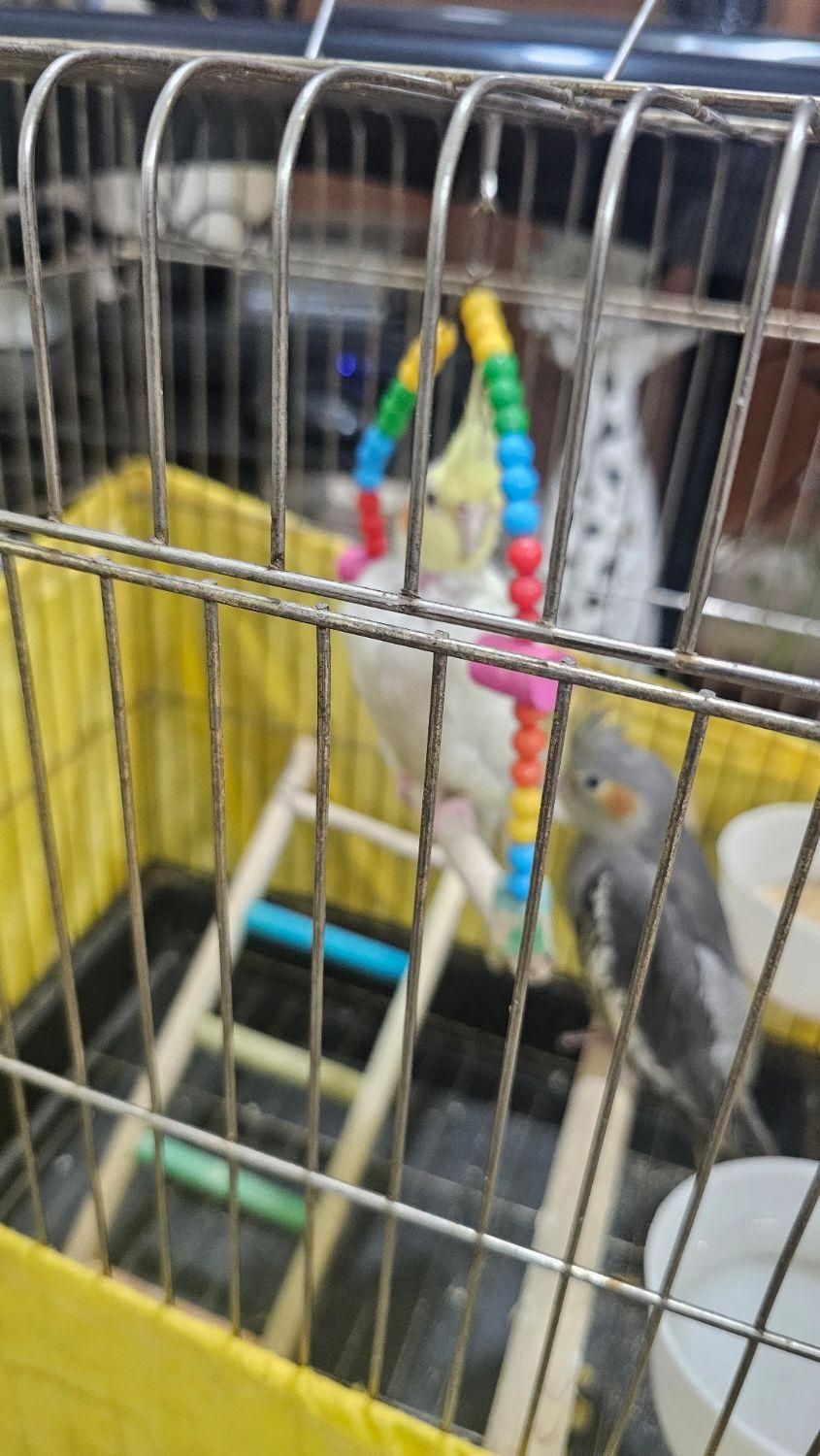 عروس هلندی نر|پرنده|کهریزک, |دیوار