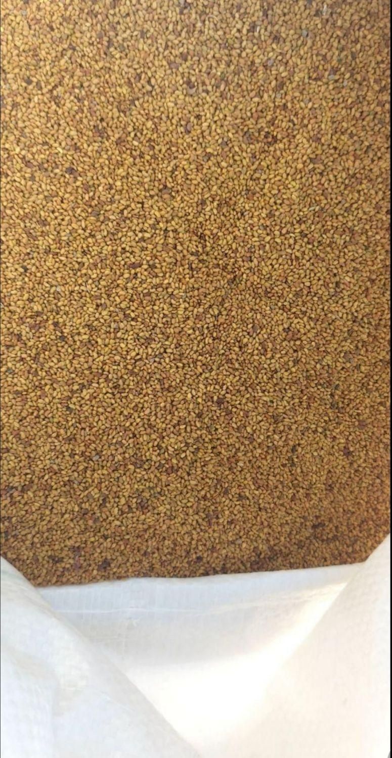 بذر یونجه دانه درشت|خدمات باغبانی و درختکاری|کامیاران, |دیوار