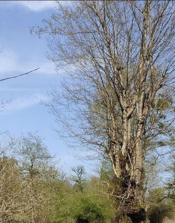 ملک ویلایی نقلی 70متری|فروش خانه و ویلا|محمدیه-قزوین, |دیوار