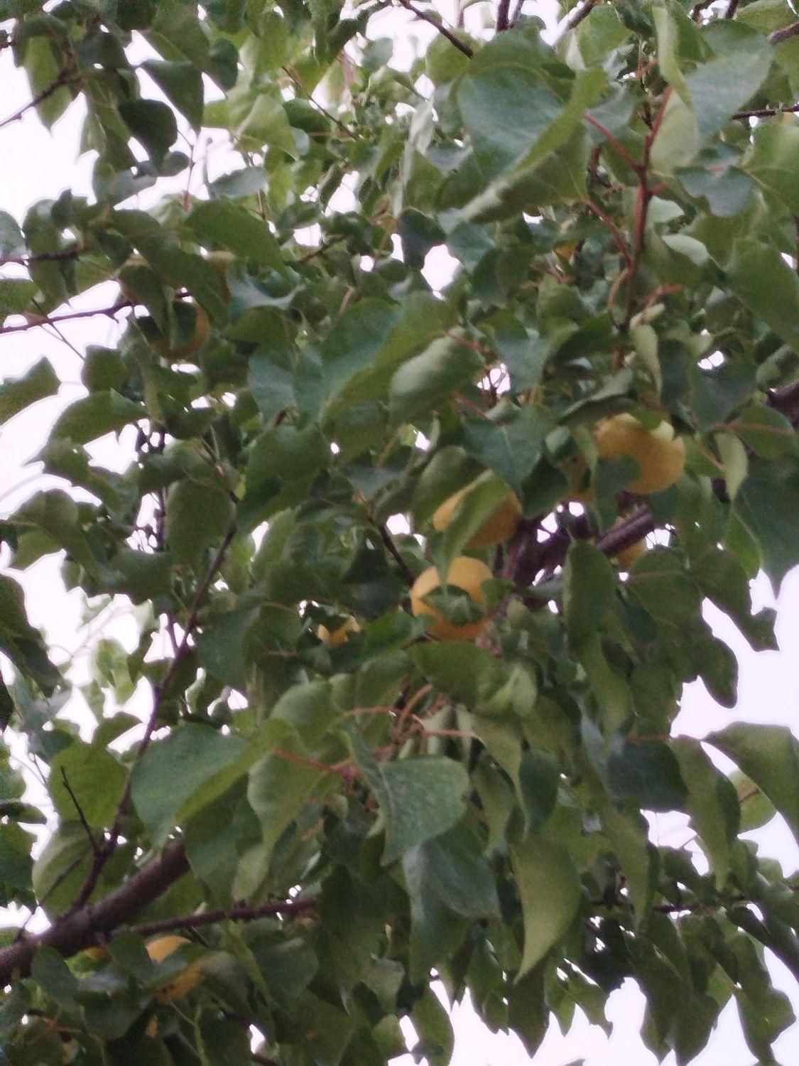 فروش باغ در جعفر آباد .چشمه کبود|فروش خانه و ویلا|سیوان, |دیوار