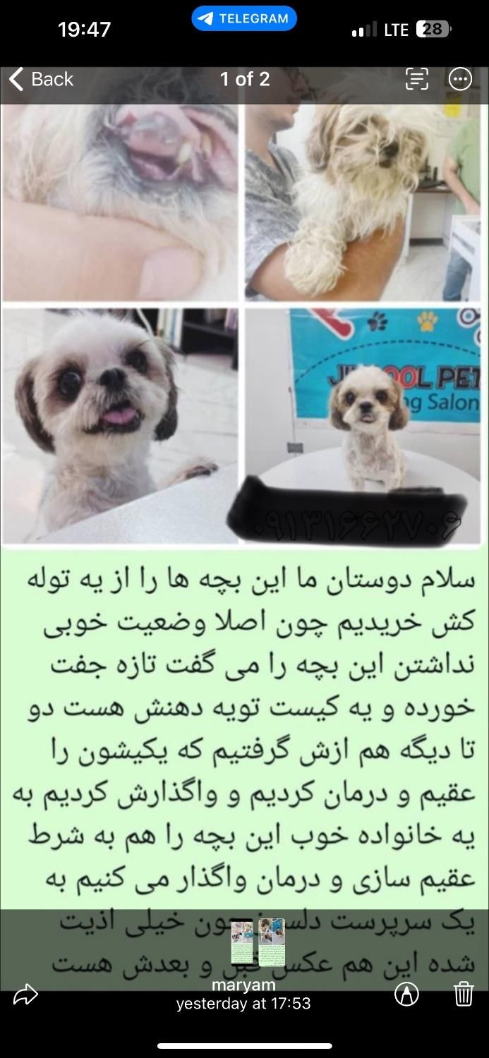 واگذاری رایگان به شرط|سگ|اصفهان, پارک مشتاق|دیوار