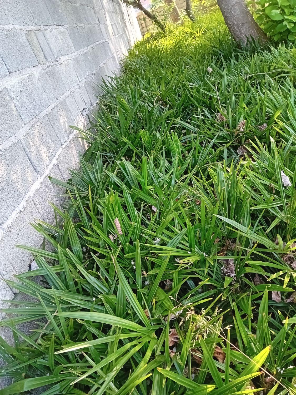 پالم لاتانیا ریشه پرس|گل و گیاه طبیعی|رامسر, |دیوار