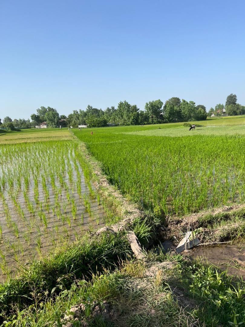 برنجکاری ۳۵۰۰ متر سنتی  چسبیده به مسکونی رشت سنگر|فروش زمین و ملک کلنگی|کوچصفهان, |دیوار