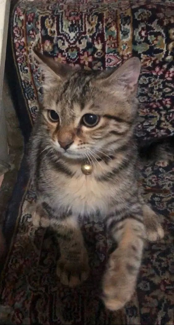گربه گمشده|گربه|تهران, نارمک|دیوار