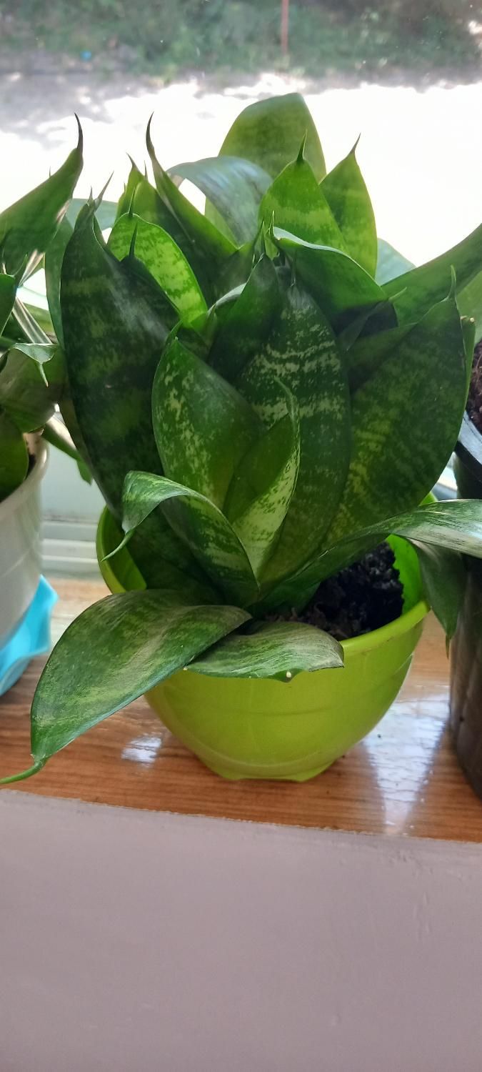 گل سانسوریا|گل و گیاه طبیعی|رشت, توشیبا|دیوار