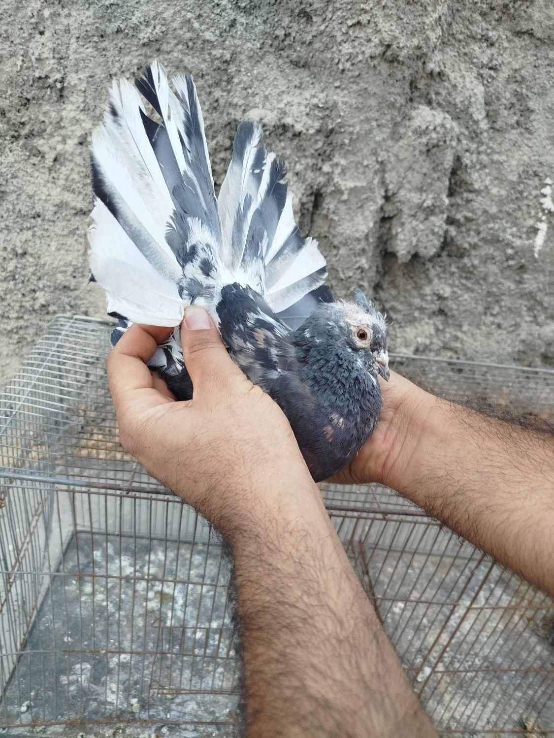 کبوتر پرشی|پرنده|اصفهان, سلطان‌آباد|دیوار