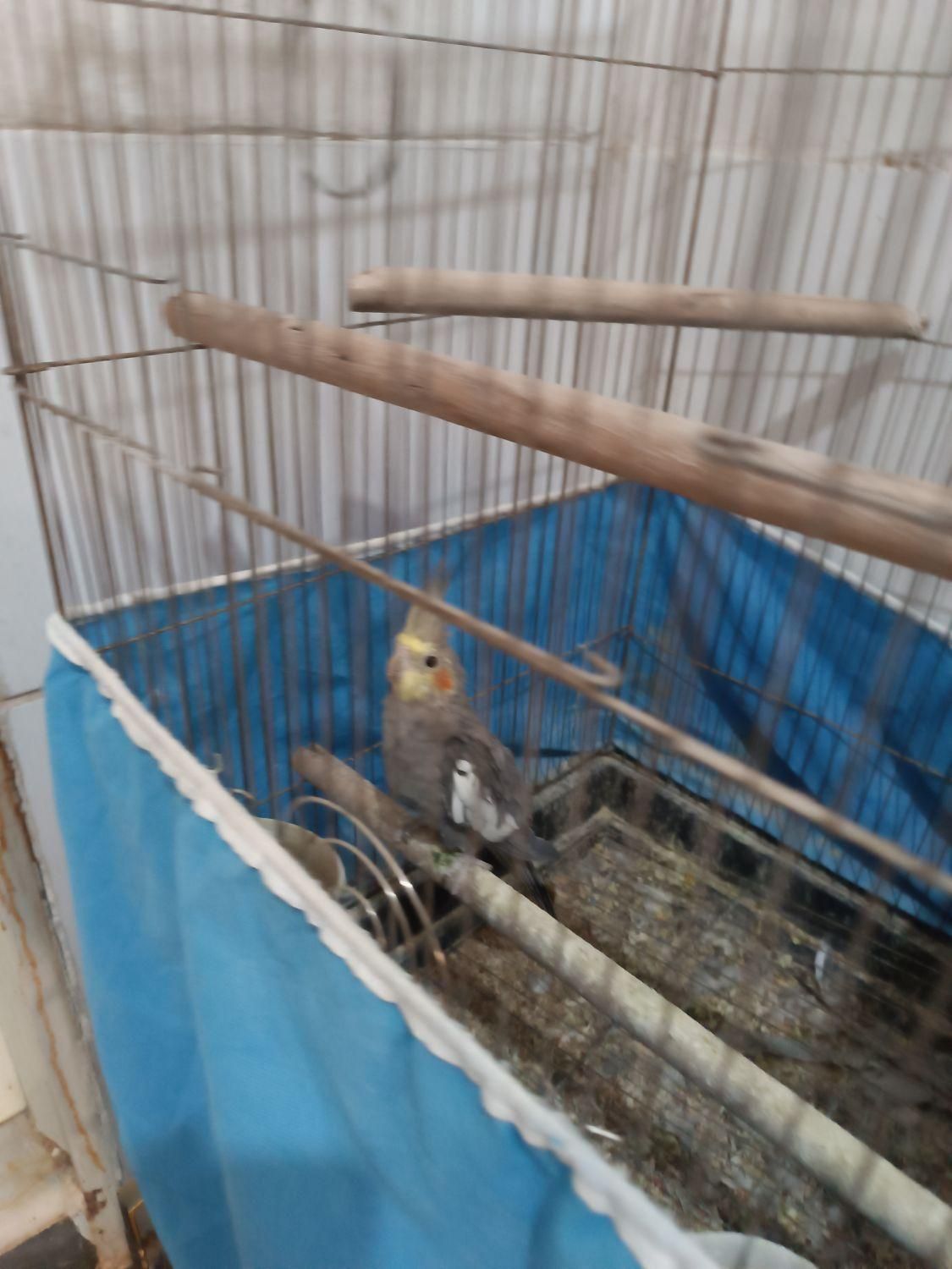 عروس مولد|پرنده|اراک, |دیوار