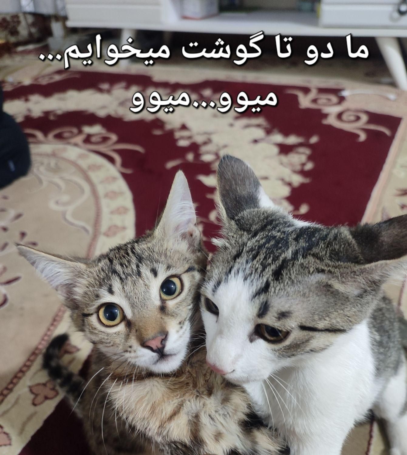 واگذاری دو عدد بچه گربه کیوتی (رایگان)|گربه|پیشوا, |دیوار