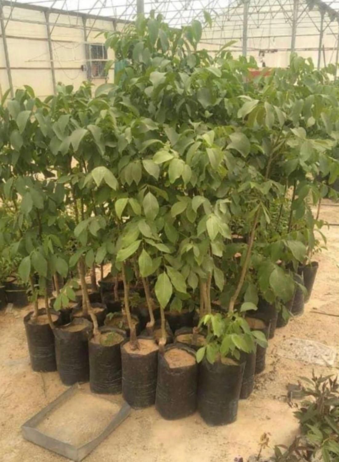 نهال گردو بادام بلوبری پسته در نهالستان فردا نهال|خدمات باغبانی و درختکاری|تهران, آذربایجان|دیوار