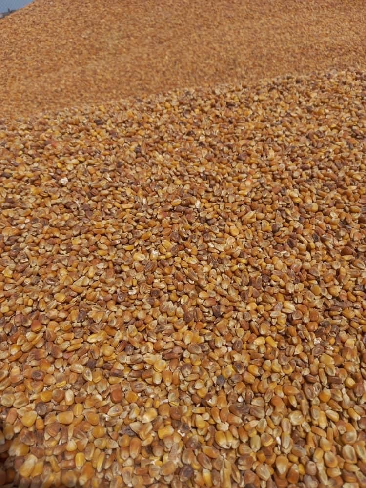 انواع کنسانتره و دان ذرت سویا بوقلمون مرغ بلدرچین|حیوانات مزرعه|بوکان, |دیوار