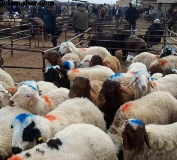 کاور چاق وبزغاله و.. گوسفند روستایی|حیوانات مزرعه|مشهد, آبکوه|دیوار