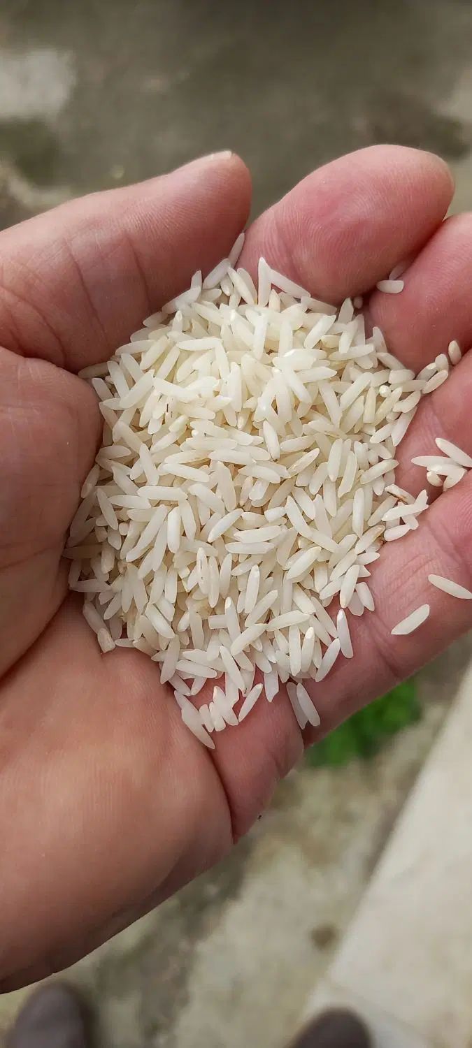 برنج هاشمی درجه یک با پخت عالی تازه بدون شکست|خوردنی و آشامیدنی|رشت, لاکان|دیوار